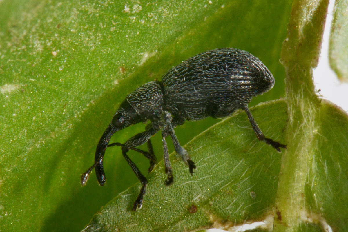 Apionidae: Ischnopterapion sp?  S, Ischnopterapion loti